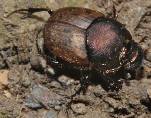 Réf. 349 180 : Onthophagus sp.